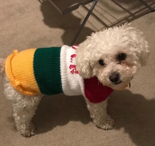 Dog Sweater / Pet Vest