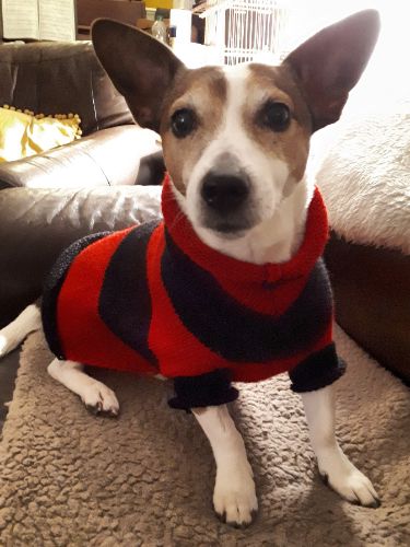 Dog Sweater / Pet Vest