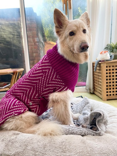 Dog Sweater / Pet Vest