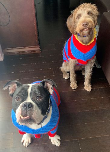 Dog Sweater / Pet Vest