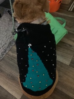 Pet Vest