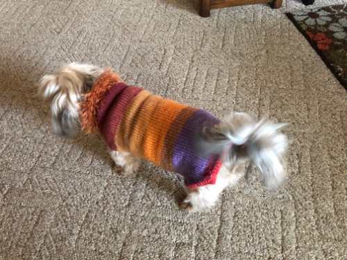 Dog Sweater / Pet Vest